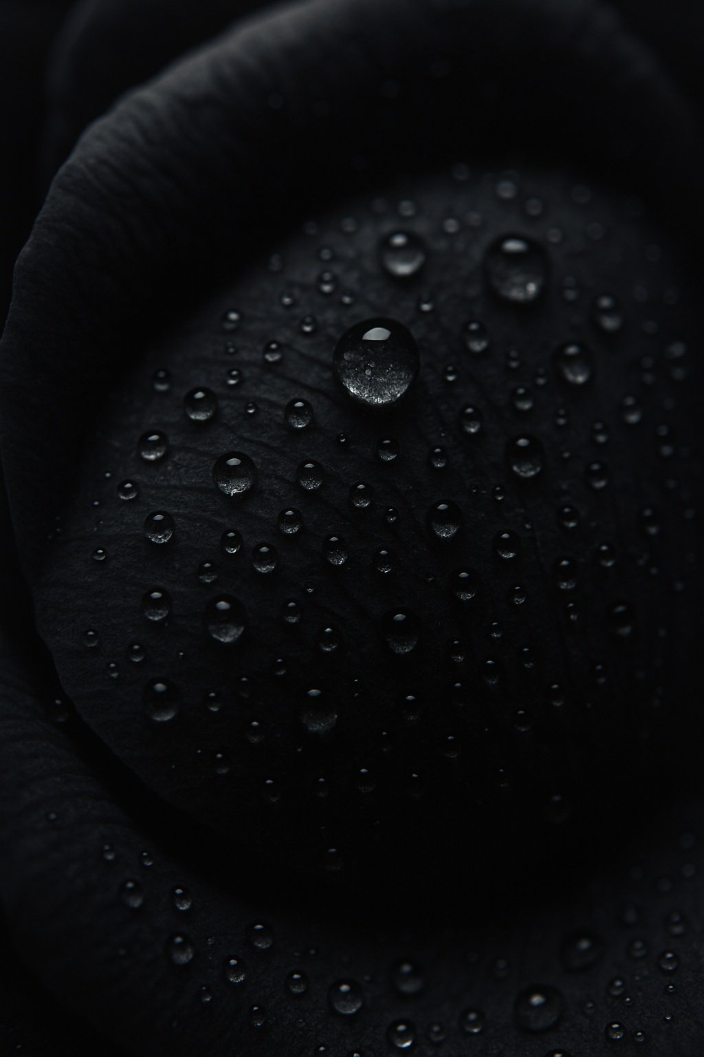 Dark Black Petal Water Drops Mobile Wallpaper