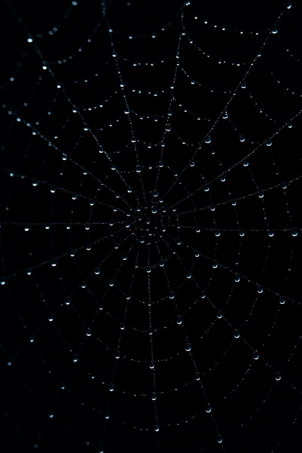 Dark Spiderweb Dew Drops Macro Mobile Wallpaper