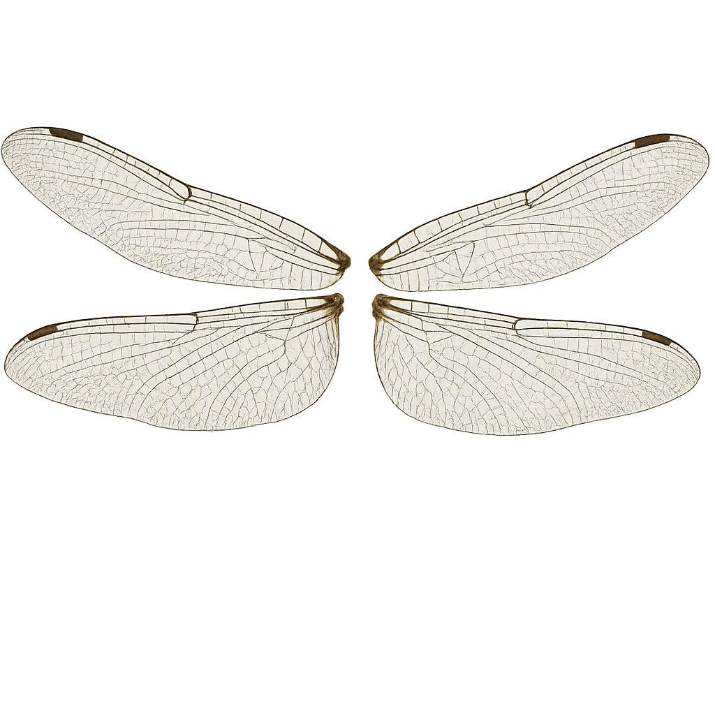 Delicate Dragonfly Wings with Vein Structure