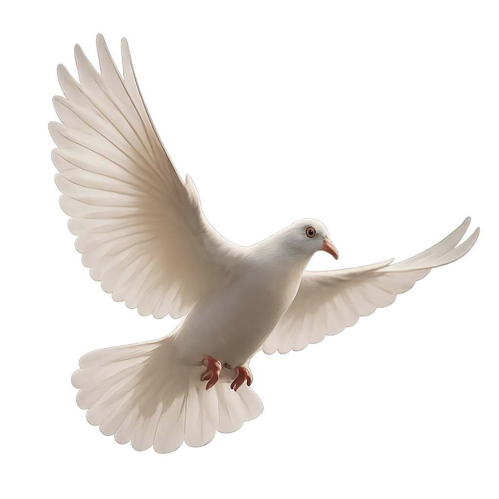 Graceful White Dove Flying In Air