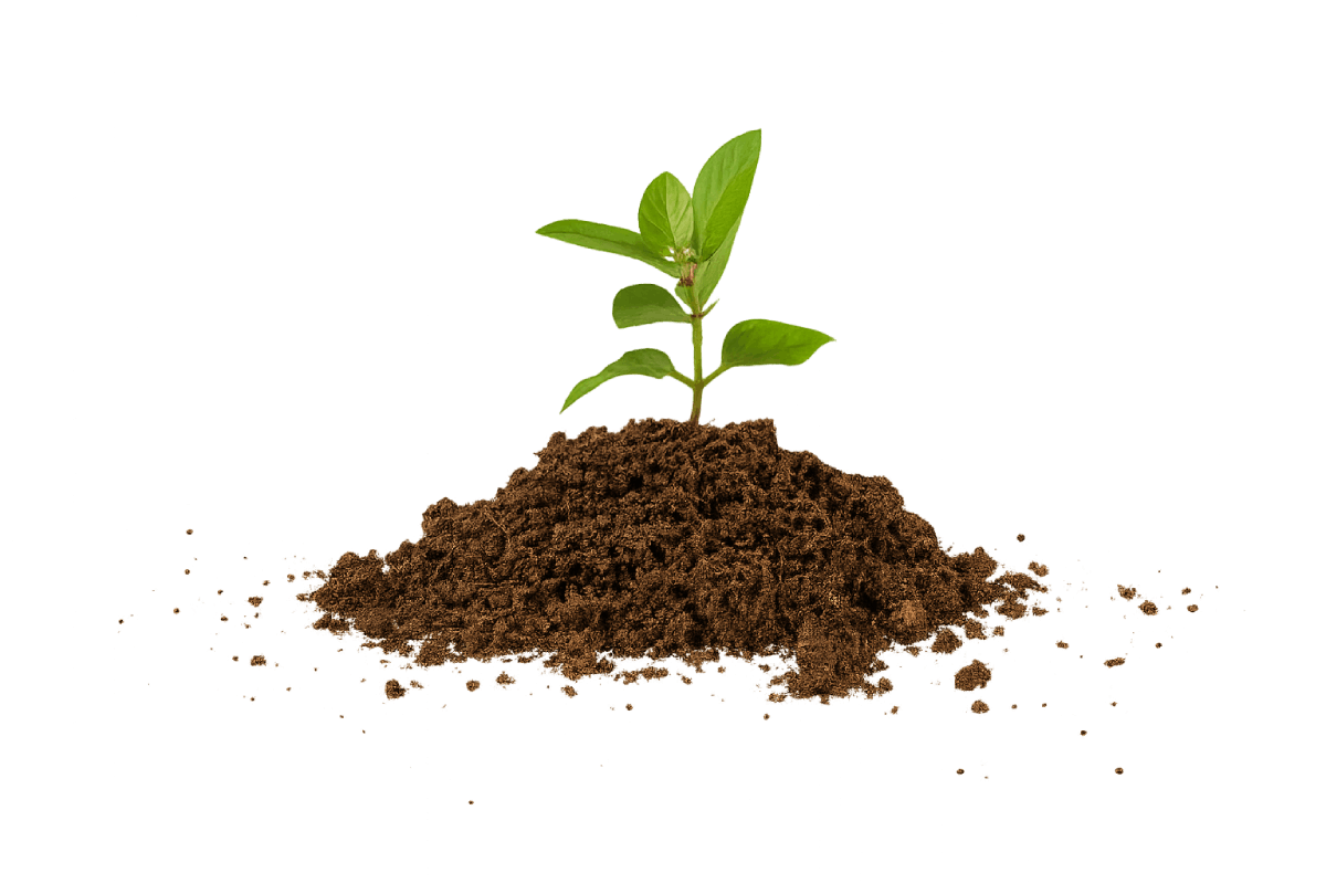 Green Seedling Growing Soil Transparent Background
