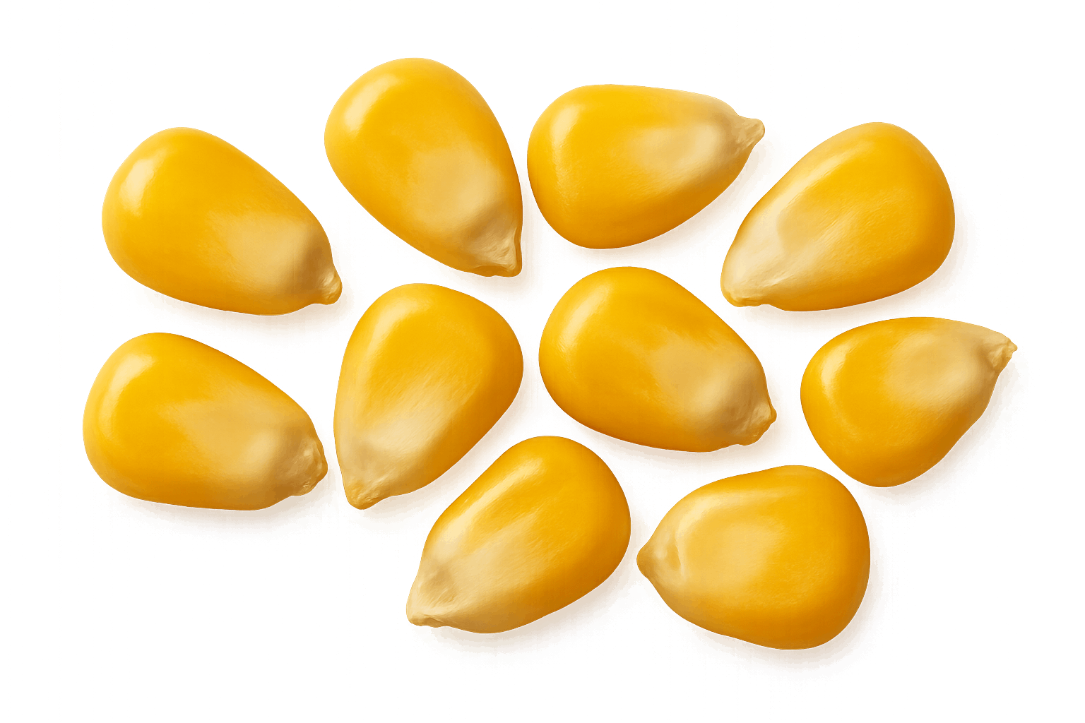 Macro View of Yellow Corn Kernels Transparent Background
