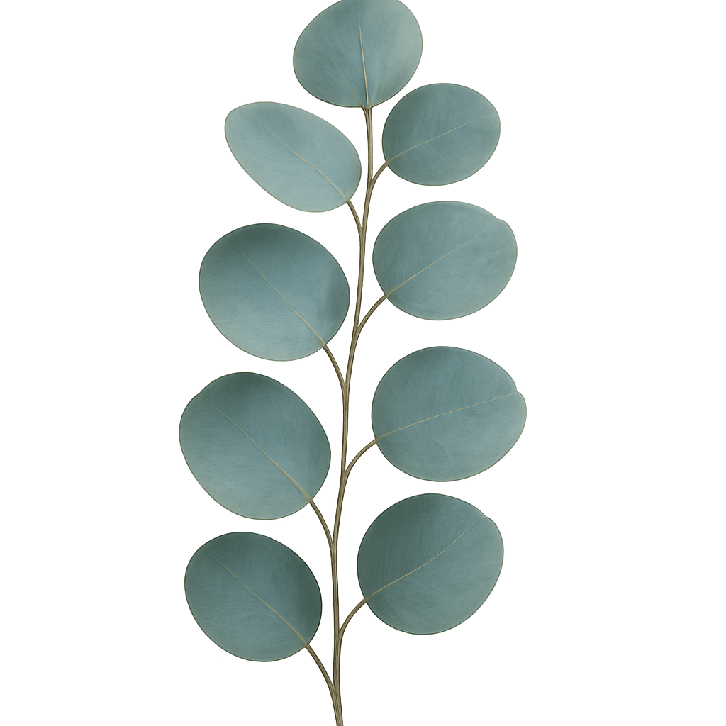 Minimalist Silver Dollar Eucalyptus Leaf Stem
