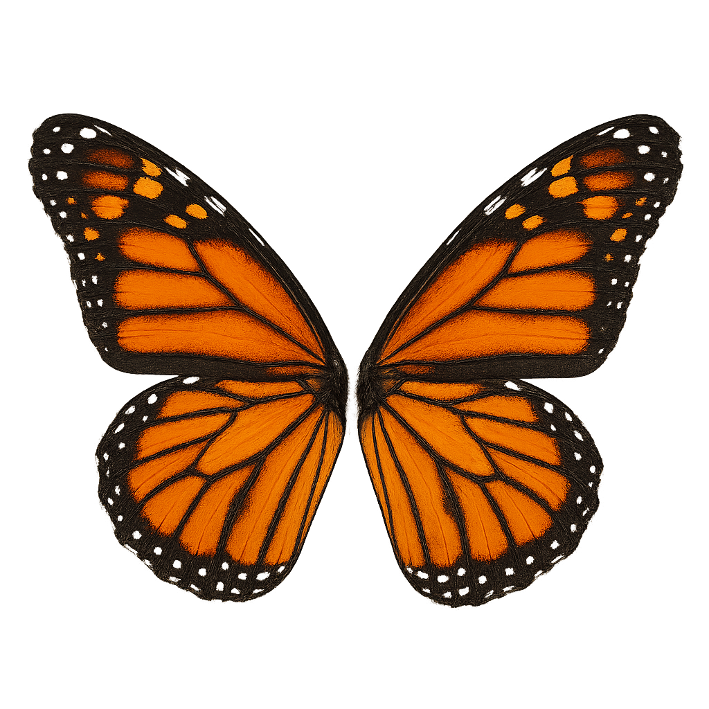 Monarch Butterfly With Open Wings On Transparent Background, Bright Orange and Black Pattern Close-Up