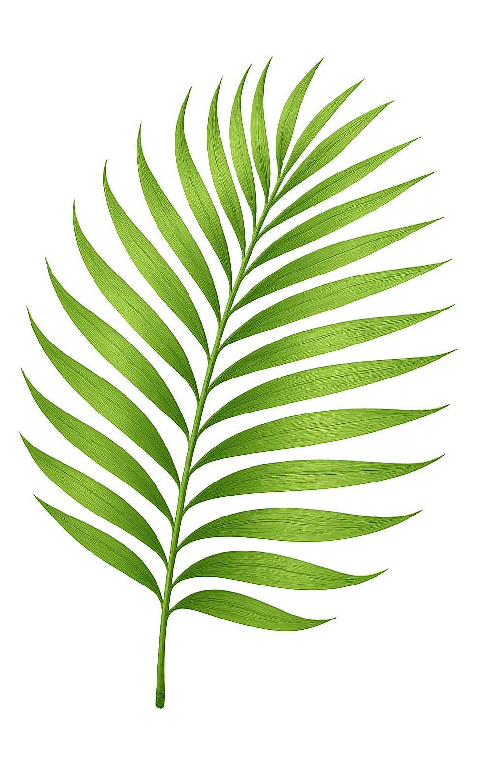 Vibrant Green Palm Leaf On Transparent Background: Close-Up Tropical Botanical Nature Stock Photo