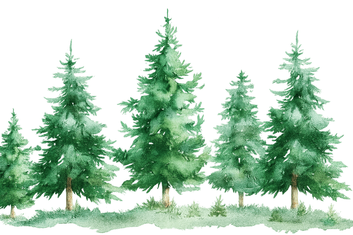 Watercolor Pine Trees Forest Transparent Background
