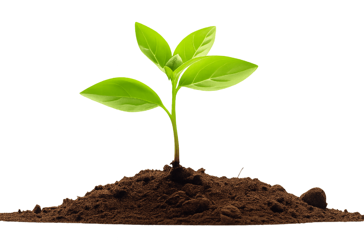 Young Green Plant Sprout Transparent Background